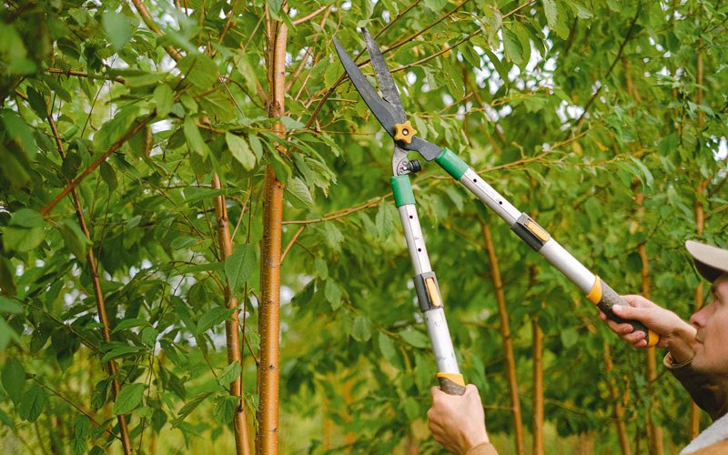 Tree trimming in Latham, IL