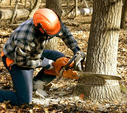 Tree Removal in Latham, IL